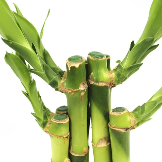 2021 Альфа живой завод оптом Крытый счастливый бамбук и суккулент живой кактус завод