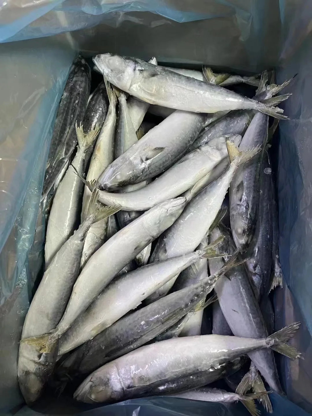Top Urgent Want to Buy Frozen Pacific Mackerel with Competitive Price