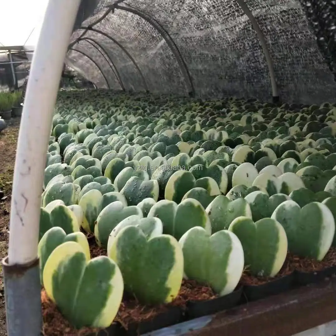 Природный суккулент в форме сердца, живой кактус Hoya kerri Variegata cactus для продажи