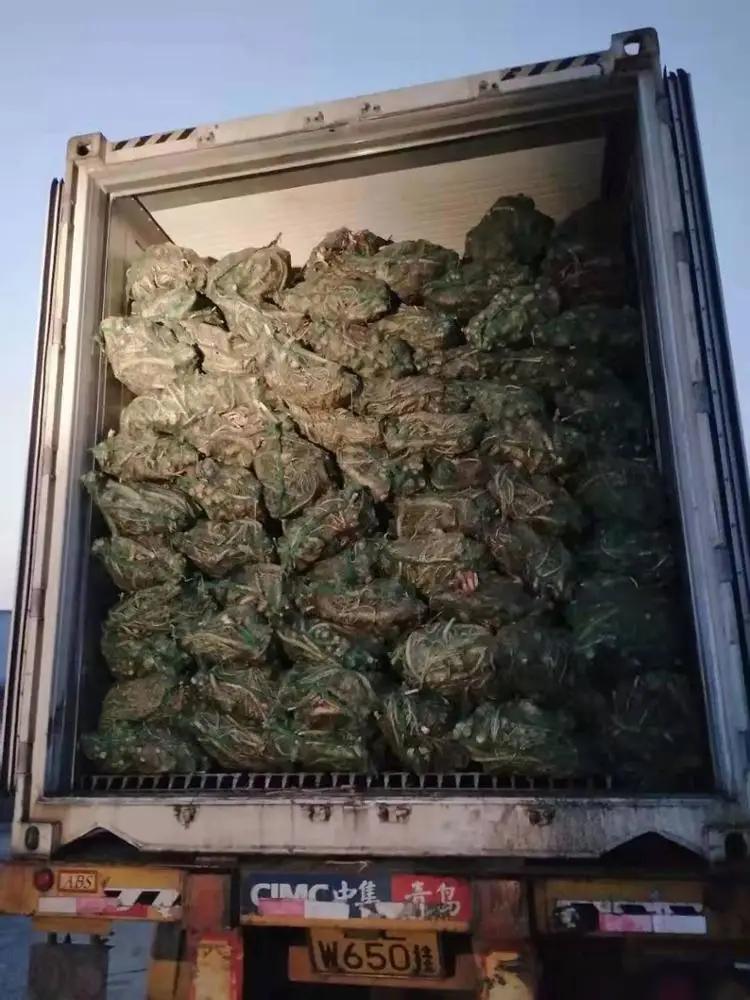 Raw material fresh horseradish roots