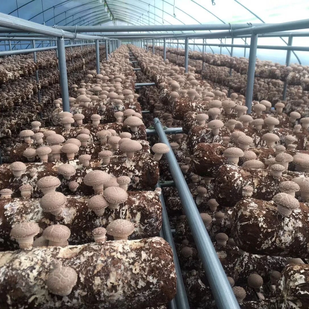 China High Yield Premium Mycelium Shiitake Mushroom Spawn Grow Bags