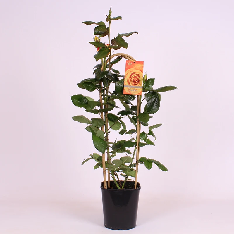 Plastic label for plant flower tag identify marker  flower name hang tag