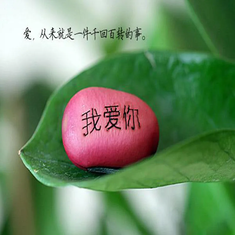 DIY Magic Bean With Wishes For Home Decoration Or Green Office