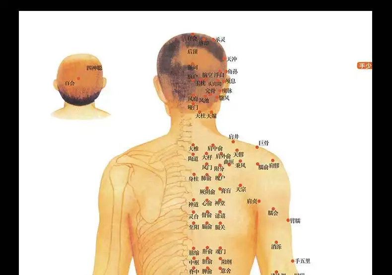 Clear Chinese medical acupuncture charts points human body acupoint meridian map