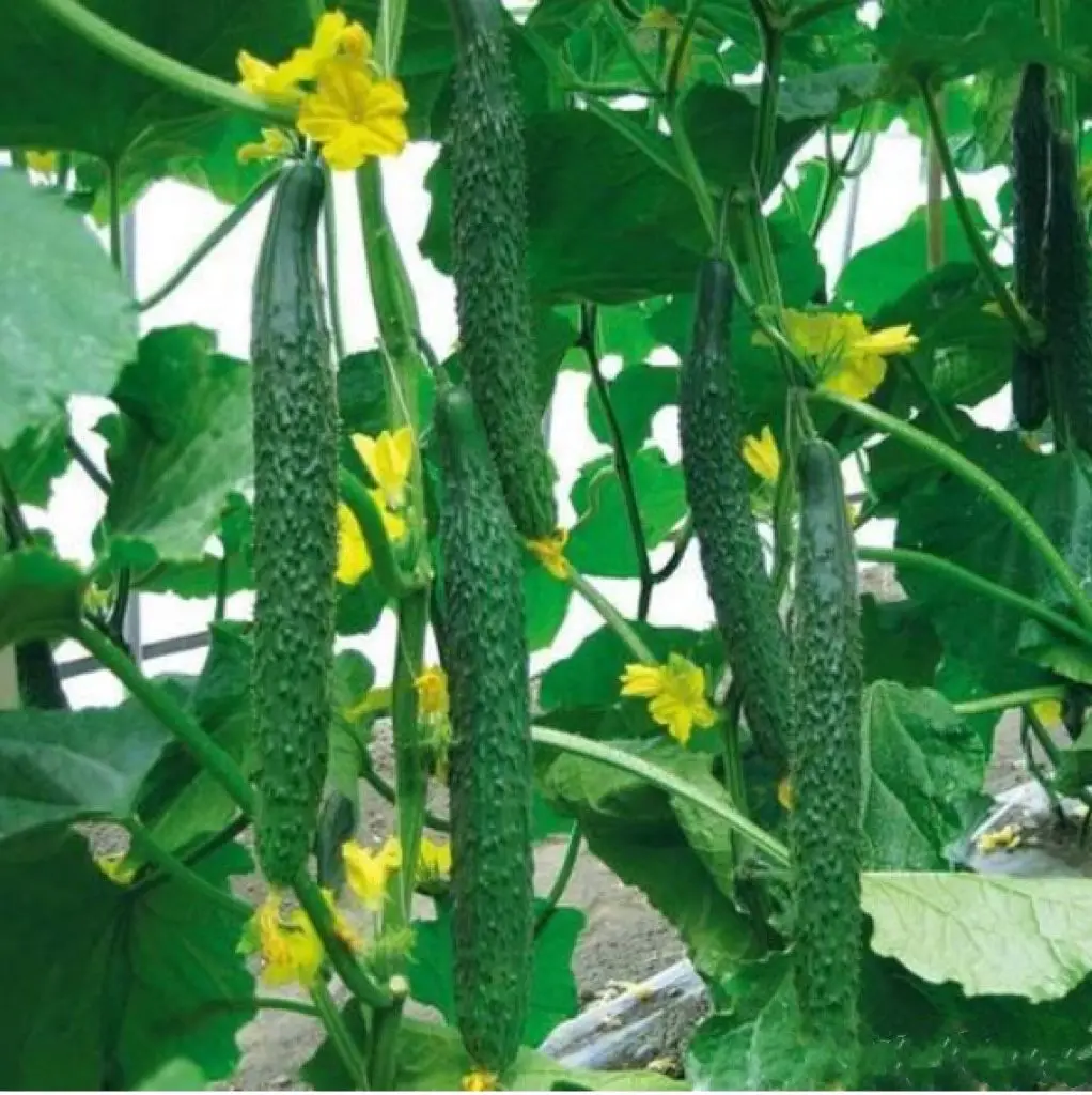 Liquid urea liquid nitrogen fertilizer 422-0-0 leaf fertilizer