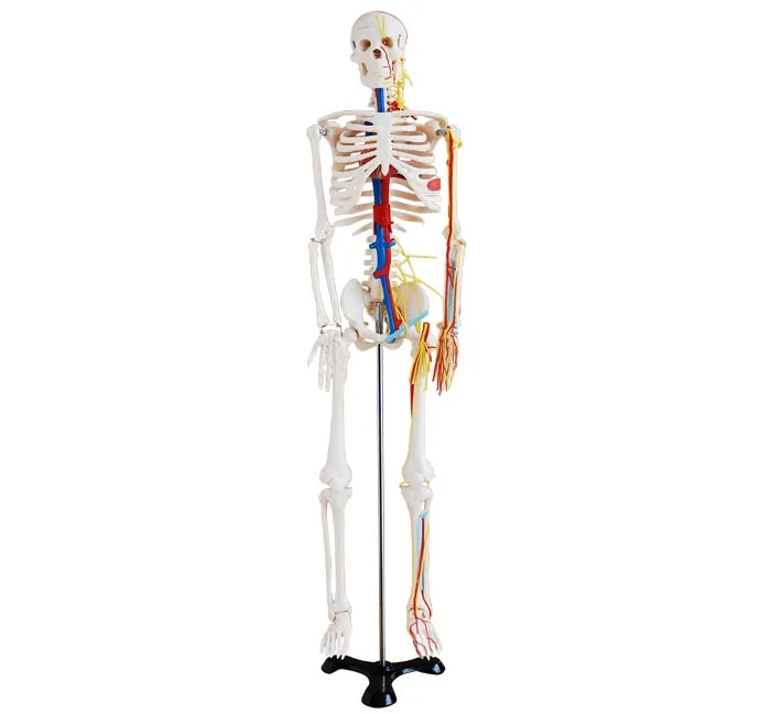 Medical School Teaching Resources Flexible PVC Simulated 85cm Human Skeletal Anatomy Model With Heart Spine Nerves Blood Vessels