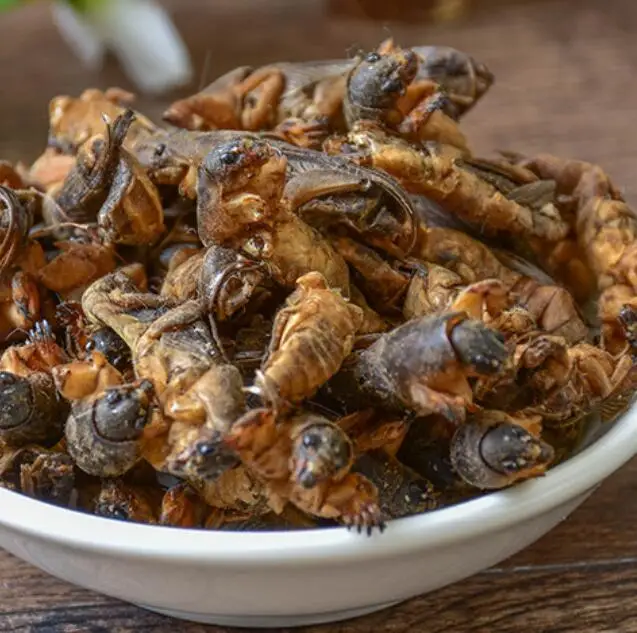 
Lou gu 1KG new sulphur free whole dried Mole Crickets for sale 