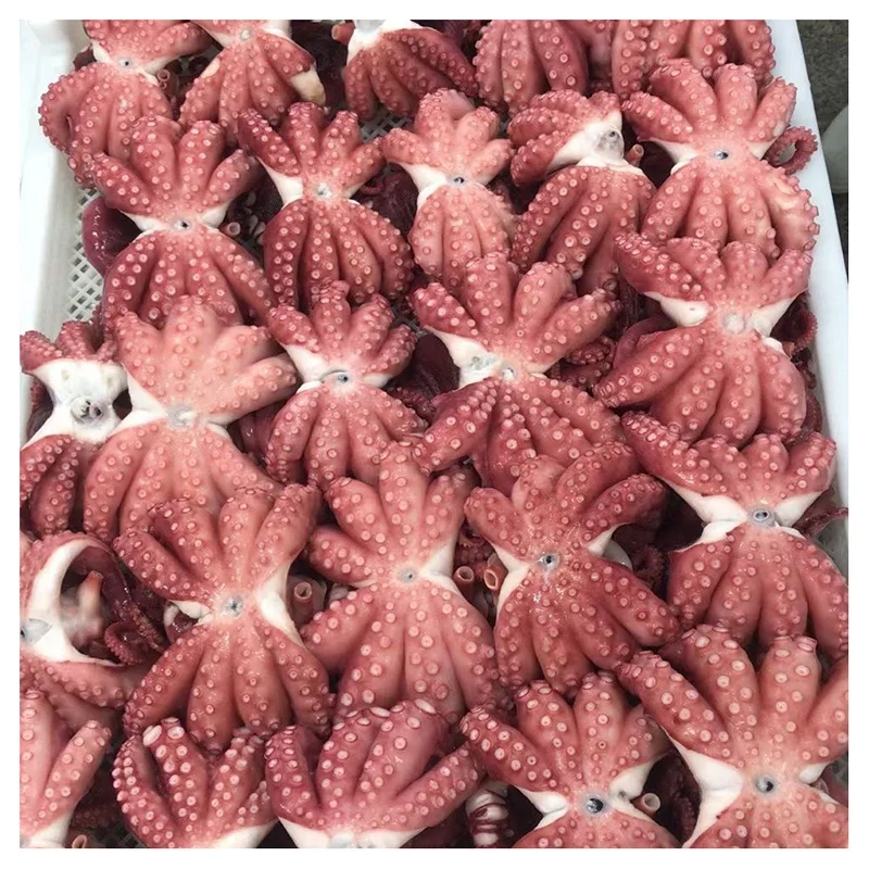 
Wholesale frozen boild octopus whole round clean squid seafood IQF package export for global market 