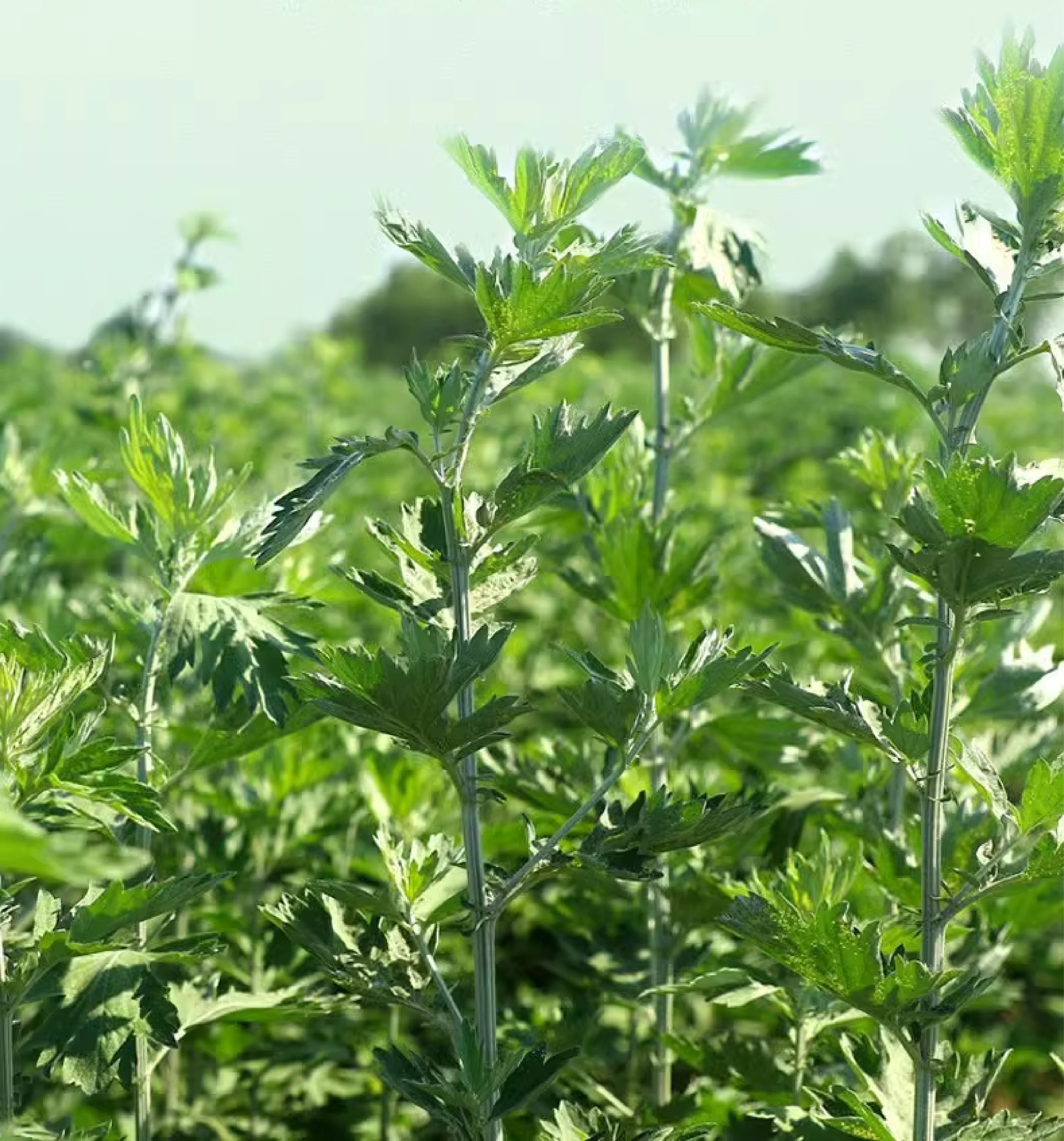 Lemei mosquitoes relieve itching wormwood chinese herbal plasters chinese herbal plasters moxa ointment moxibustion paste