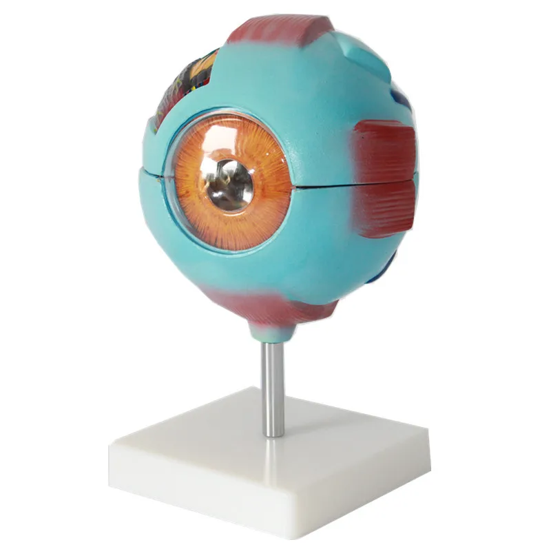 6 Times Enlarged Human Eyeball Model Medical Teaching Resources PVC Anatomic Human Eye Model