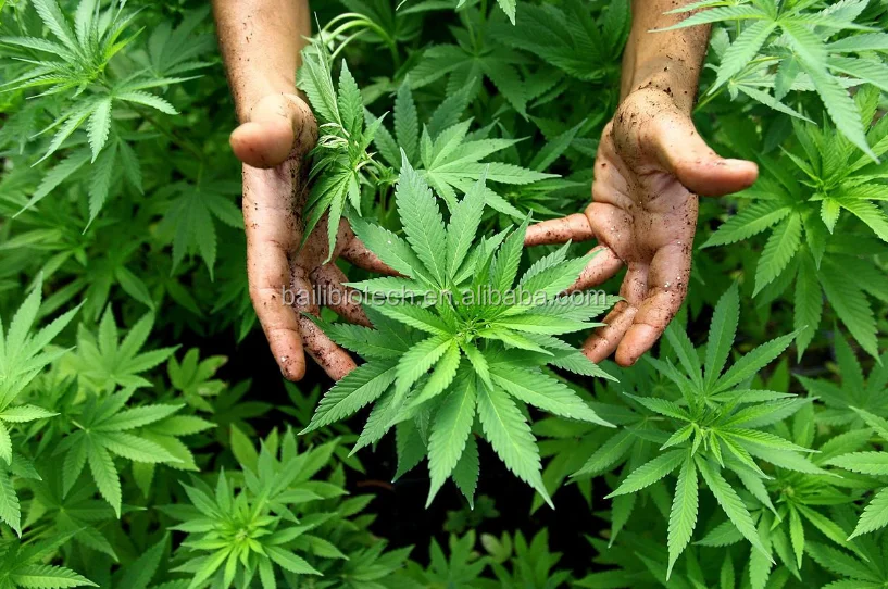 Wholesale Supply of High quality of Hemp Seed Oil