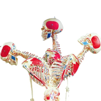 Skeleton Model Doctors And Patients Communicate Medical Science Subject Human Flexible Skeleton Model
