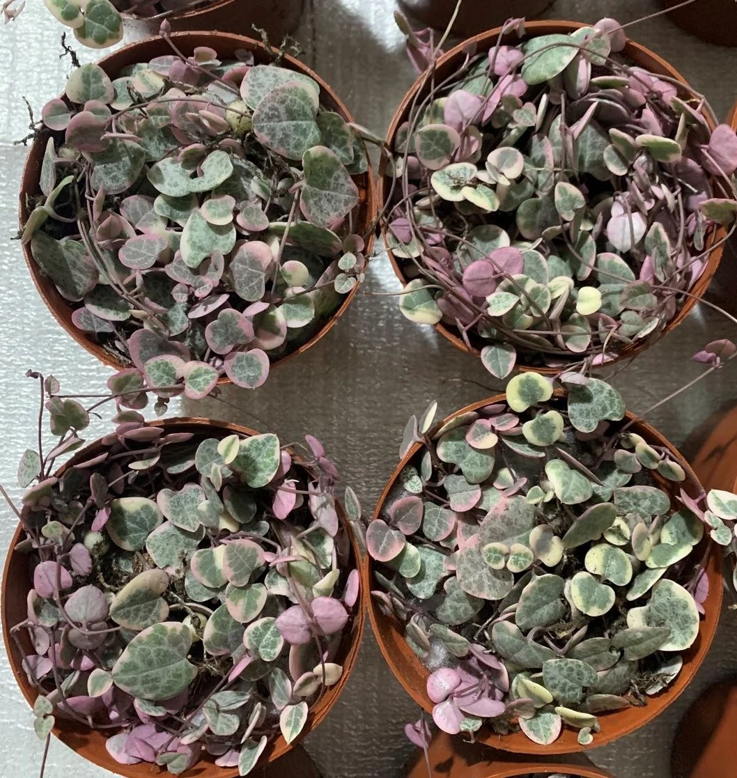  Низкая цена нитка сердца Senecio rowleyanus натуральные декоративные живые растения настоящие суккуленты бонсай церопия колларикон