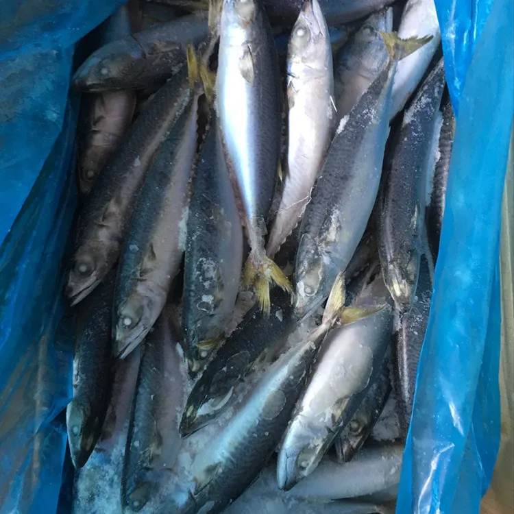 
frozen short bodied pacific mackerel fish hgt for canada 
