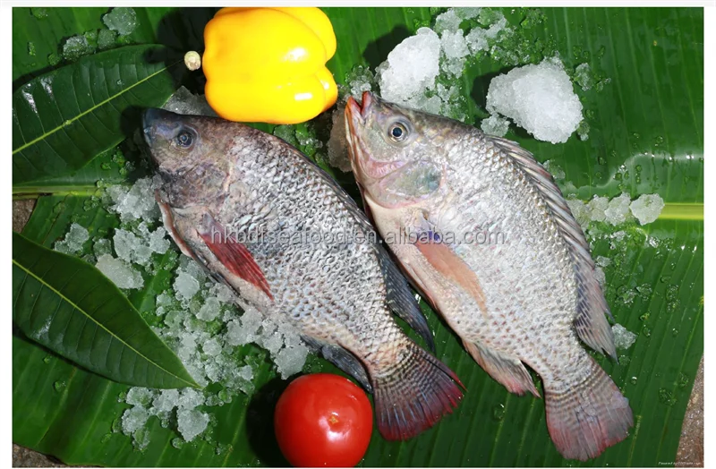 hot selling seafood Wholesale price fresh IQF Frozen whole tilapia
