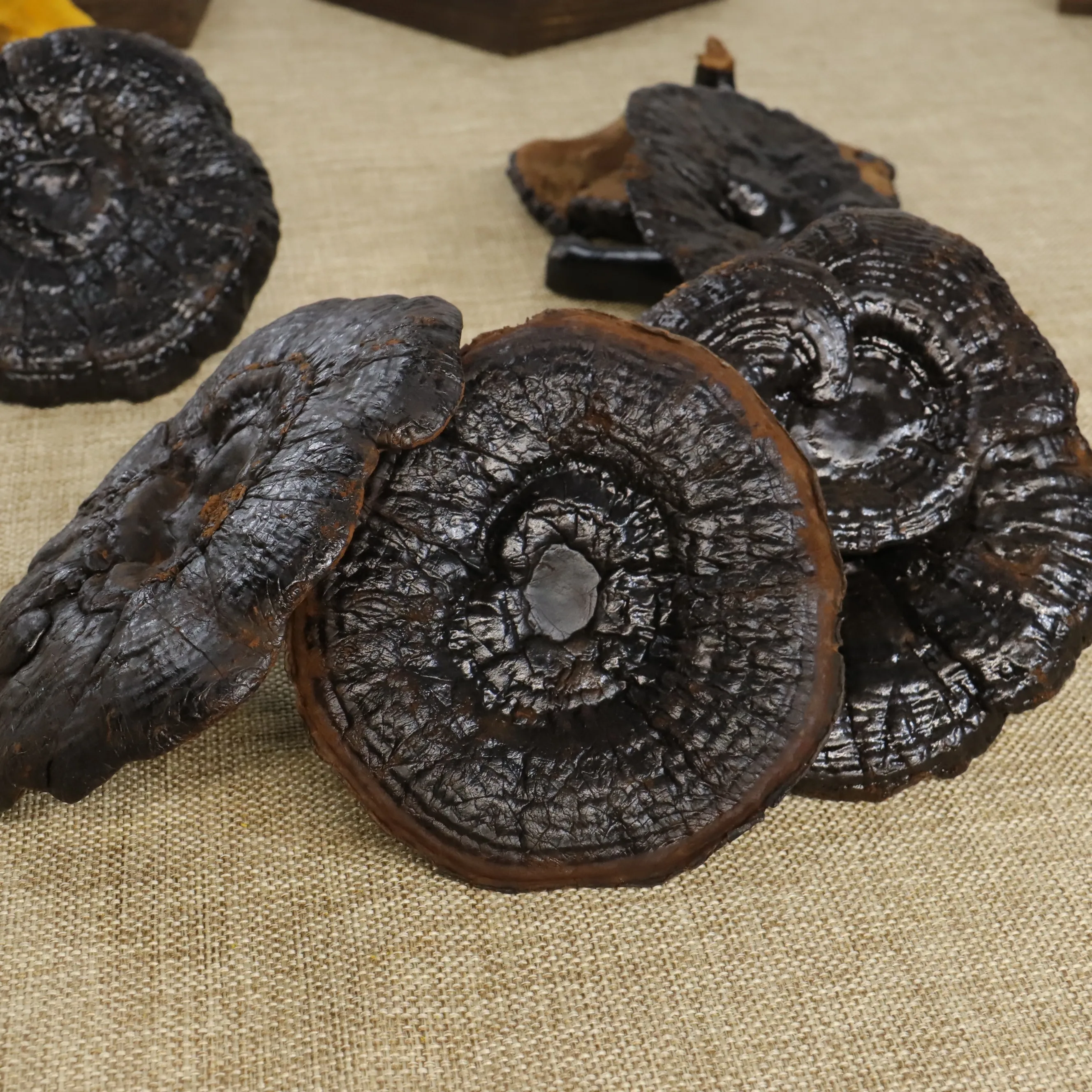 Premium Bulk Pure Black Ganoderma lucidum Organic Reishi Extract Reishi Mushroom Extract