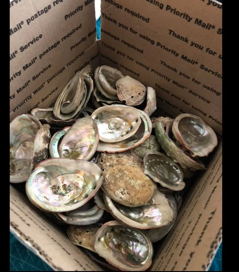 Antique Sea Shells Abalon Shell For Decoration high quality Abalone Shells