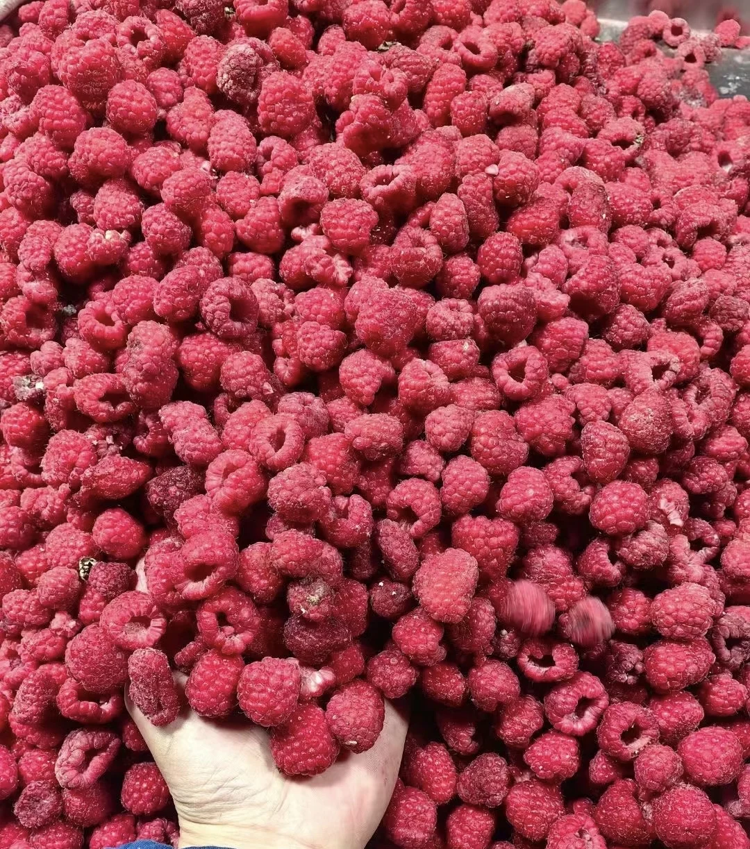 New Design  Fresh Black Red Seedless Raspberry  Frozen Black Raspberries  Frozen Raspberries