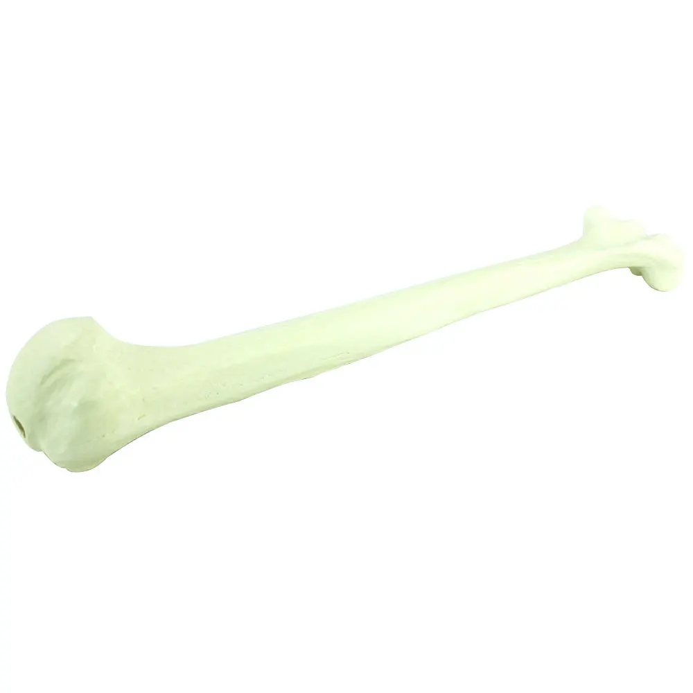 Life size human bones medical teaching loose bone model femur tibia limb bone model
