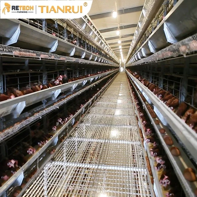  Tianrui высокое качество автоматический оборудование для птицефермы