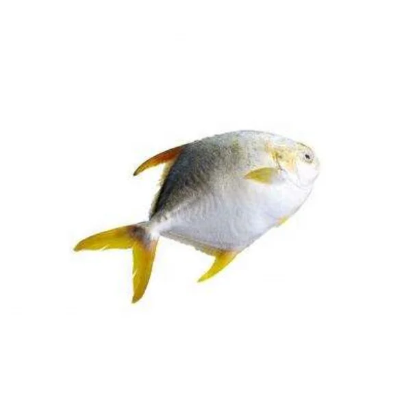 
Good quality frozen seafood frozen golden pomfret whole round frozen golden pompano fish 
