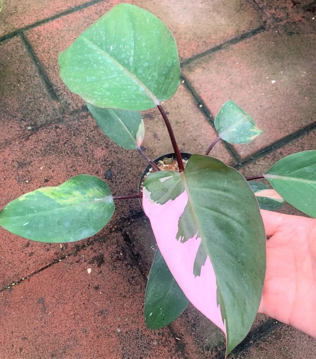 Оптовая продажа филодендрон натуральный план филодендрон розовый принцесса живые растения для декоративных