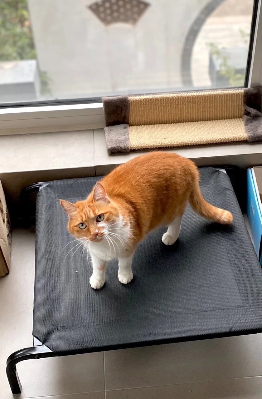 TESLIN Fabric Portable Durable Frame Elevated Dog Cot Sustainable Raised Dog Bed for Large Dogs for Camping