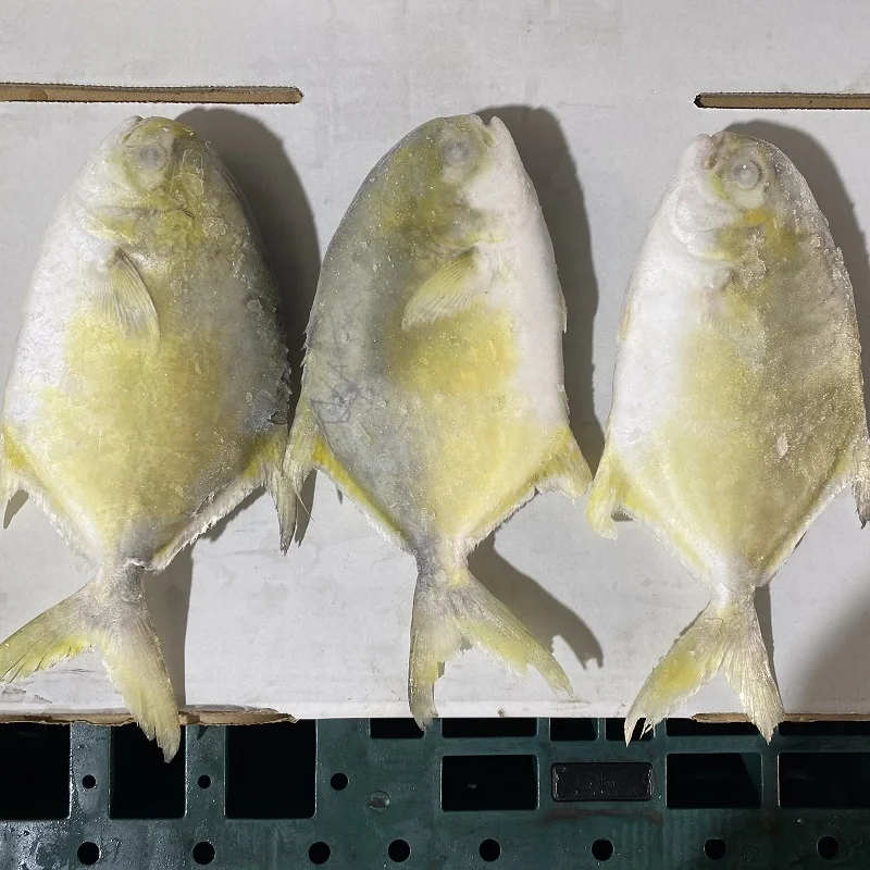 20% glazing iqf whole golden pomfret fish 300-400 g