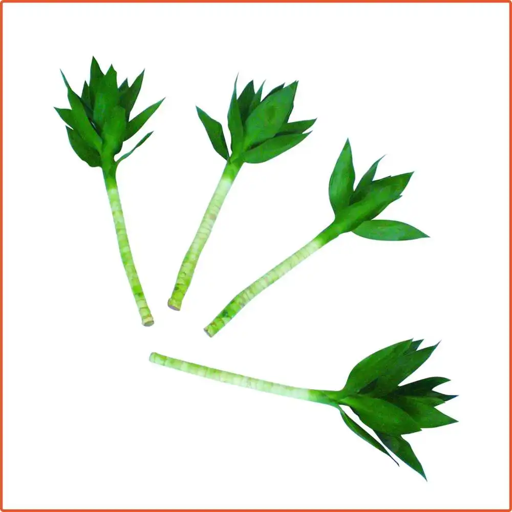 High quality  indoor outdoor plants  bonsai draceana sanderiana straight lucky bamboo