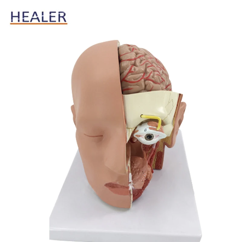 Life-size Plastic Head Models Attached Cerebral Artery Natural Large 4-Part Middle Brain Model Anatomy