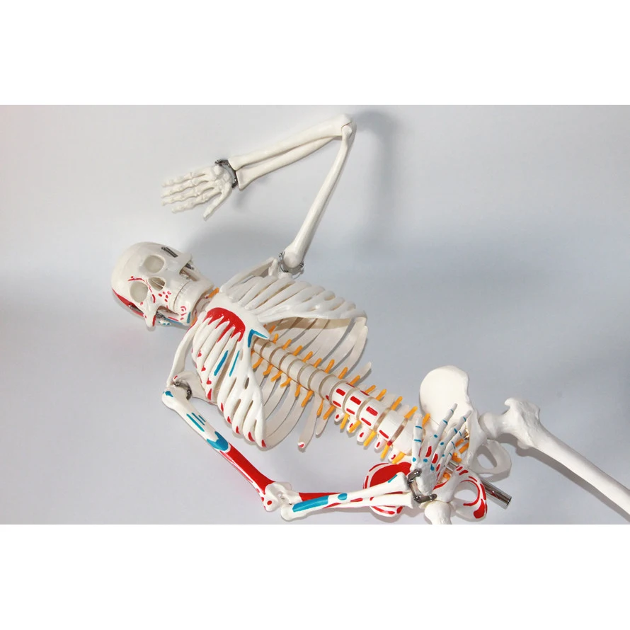 Standard 85CM Human Skeleton Model Distribution of skeletal and muscle starting and ending points