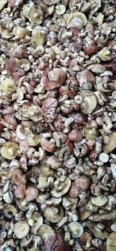 
new crop canned suillus 