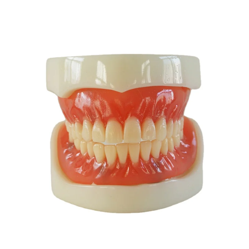 Hot Sale Dental Full Denture Implant Model