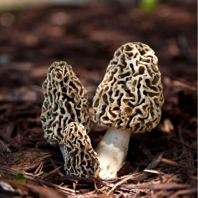 China Export 100% original yunnan Wild Moral Mushroom