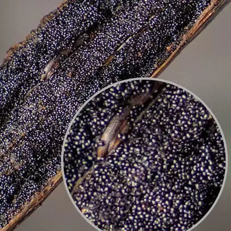 GEKO Food Trend продукты воздушная доставка поставки выпечки Ванильные бобы для блюд