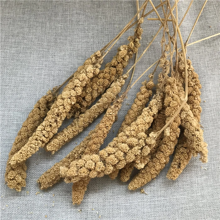 Gu Sui Bulk New Harvest Millet Yellow Bird Food Millets Icker for Birds