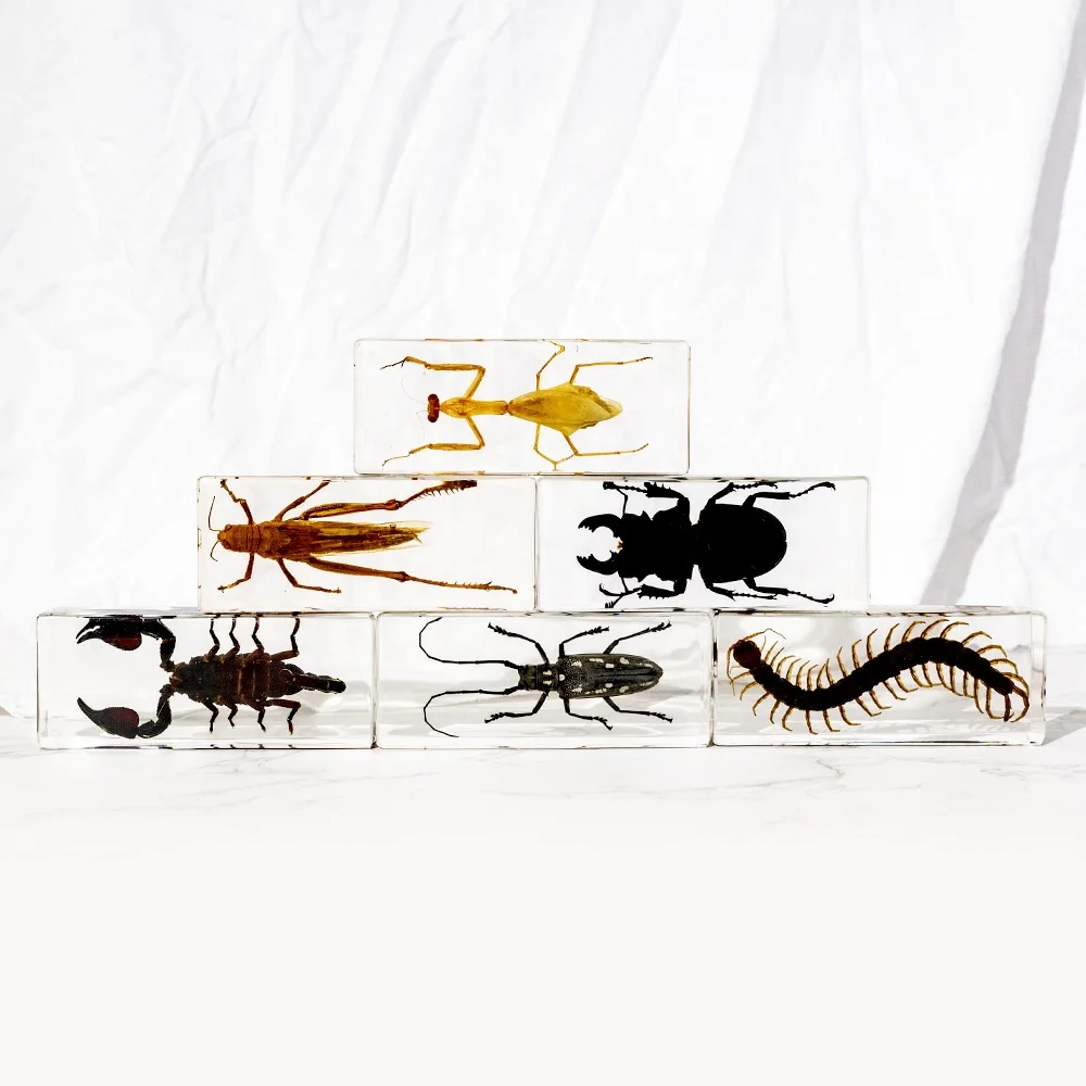 Insect specimen transparent acrylic teaching aids gift ornaments real lifelike beetle scorpion centipede artwork