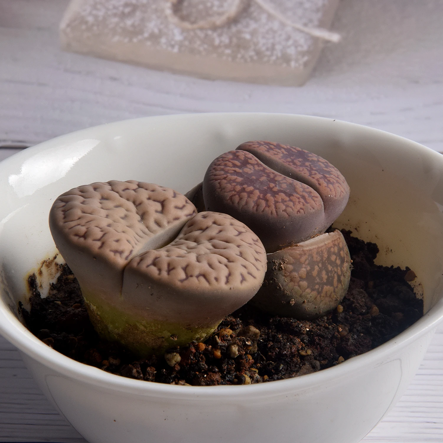 Цветные растения Lithops 3-4 см, оптовая продажа, кактус, суккуленты, живые камни Lithops по низкой цене