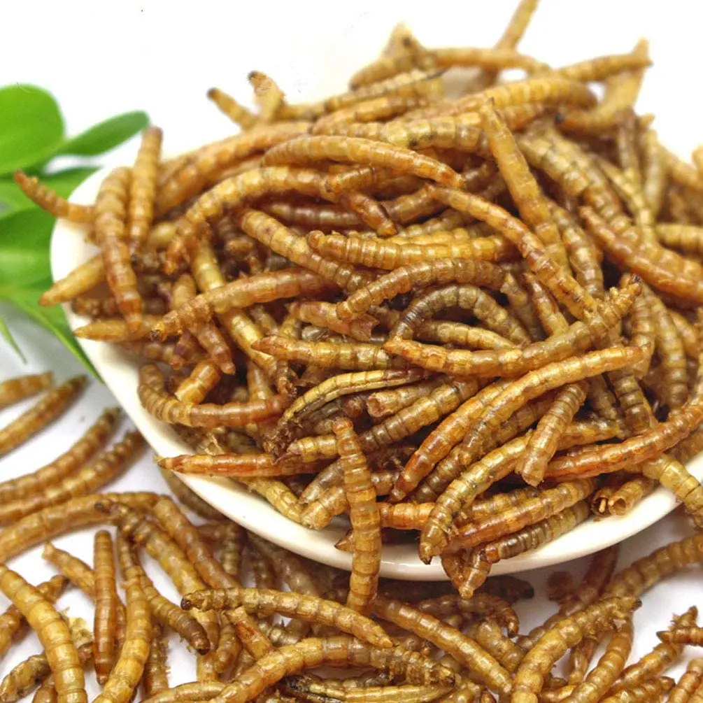 Wholesale Dried Mealworms Natural Nutritious Worms for Chickens & Wild Birds Poultry Feed Molting Supplement