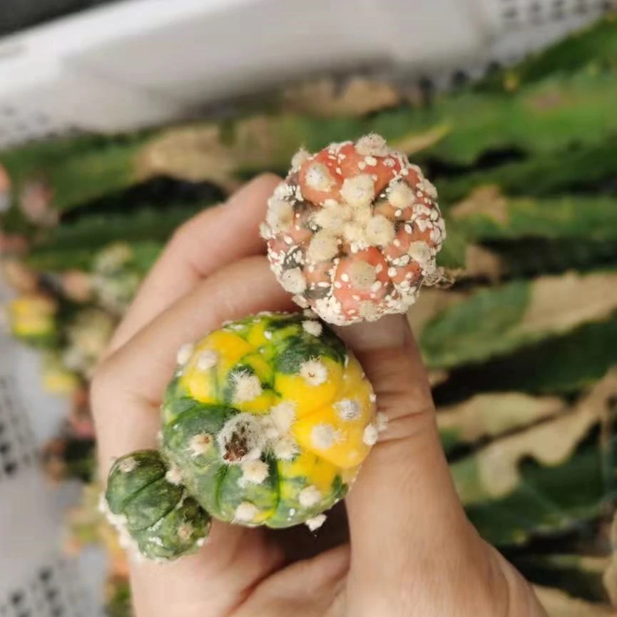 
Grafted cactus Mini Cactus Succulent Plants indoor plant Astrophytum asterias variegata cactus 