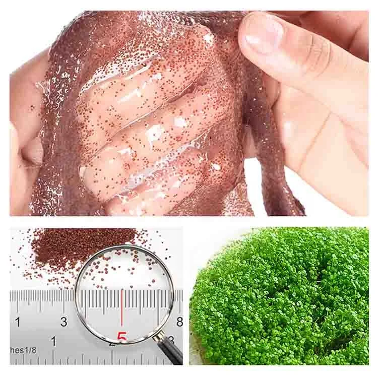 OEM Moisturizing Shrink pores Firming remove acne Whitening Pregnant woman 5A Thailand nature seaweed granules facial mask