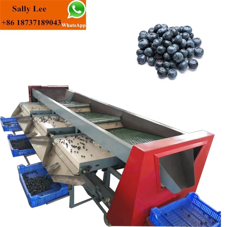 Kiwi Dragon date palm Fruit Sorting