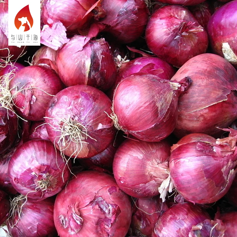 2022 New pure food onion cheap bulk price ton fresh red onions