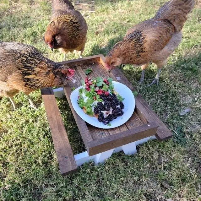 2024 New Chicken Coop Accessories Chicken Feeder Pet Feeder Mini Picnic Table Chicken Picnic Table for Outside Poultry