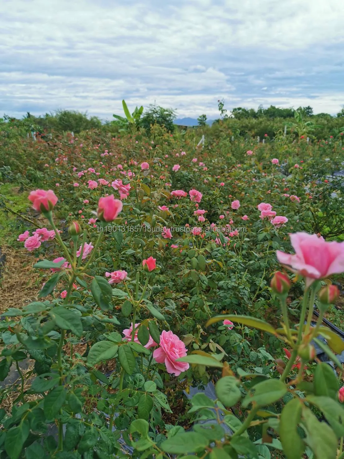 High Quality Premium Organic Rose Petal Tea From Thailand Beauty Health Care Product Dried Rose Flowers