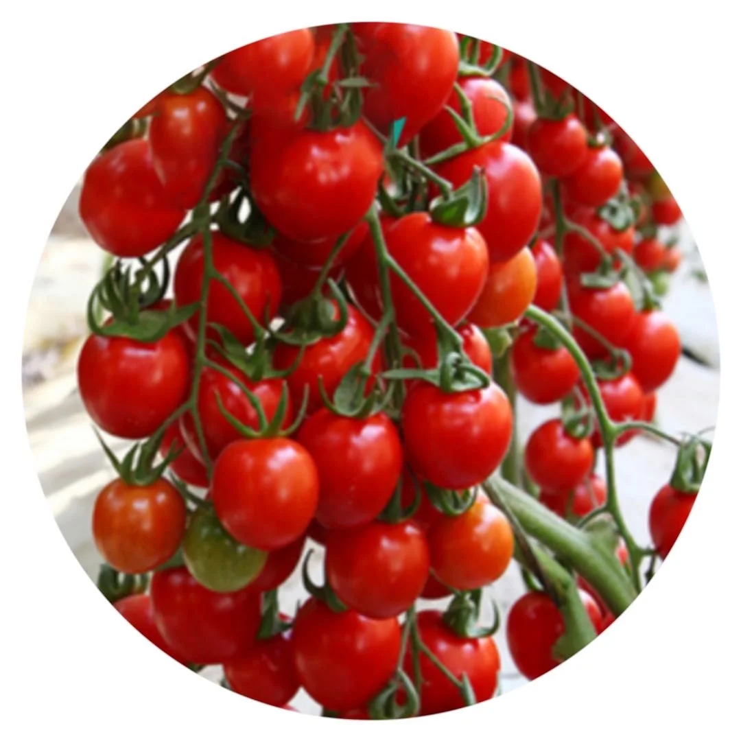 
High Quality Vegetable Danxia Red Cherry Tomato Seeds for Open Field Planting 