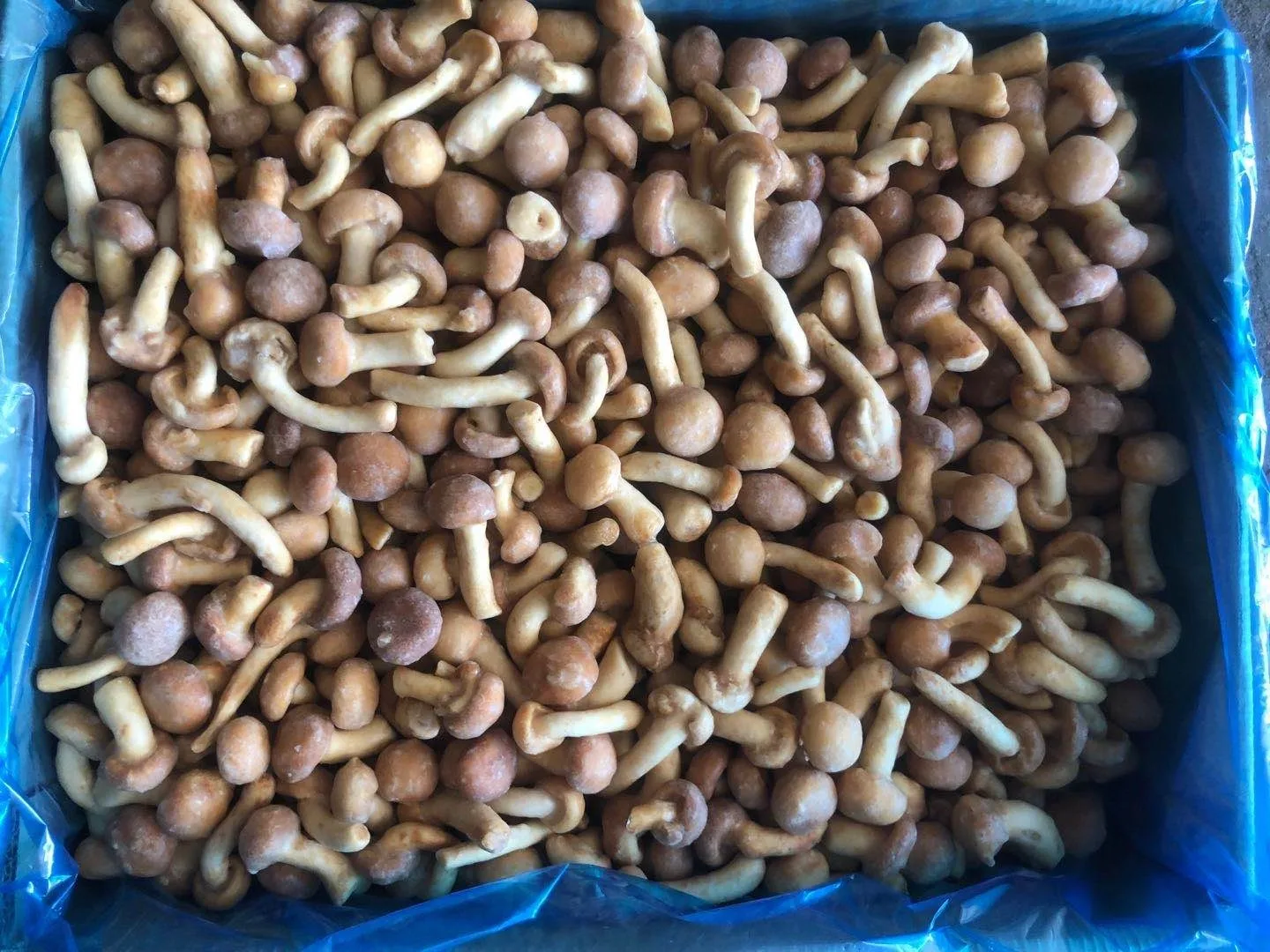 IQF frozen suillus granulatus mushroom Boletus Luteus  frozen Annulated boletus, mixed mushroom frozen nameko oyster  boletus