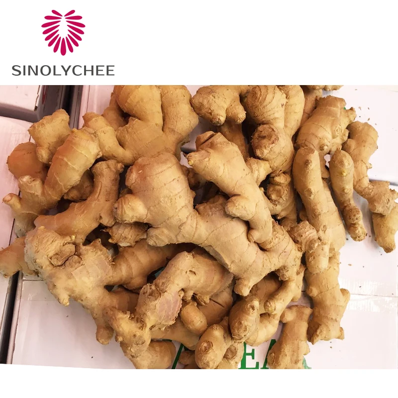 Chinese 1 ton Mature Fresh Ginger Dried Ginger 40ft Containers Ginger Price