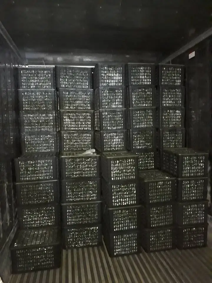 2023 PRICE OFF Fresh Seedless Lime Lemon | Vietnam Agricultural Export Products | Cheap Price for Buy in Bulk