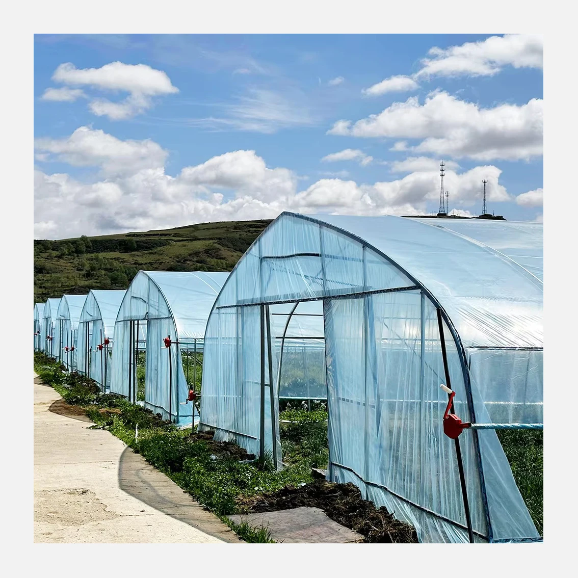 Aquaponic Tomato Greenhouse For Sale